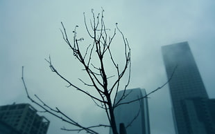 silhouette of tree branch, sky, clouds, mist, building