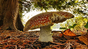 red and white fungus mushroom, nature, mushroom