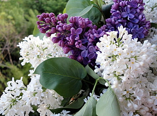 closeup photo of white and purple petaled flowers
