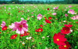 pink and red Cosmos flower field HD wallpaper