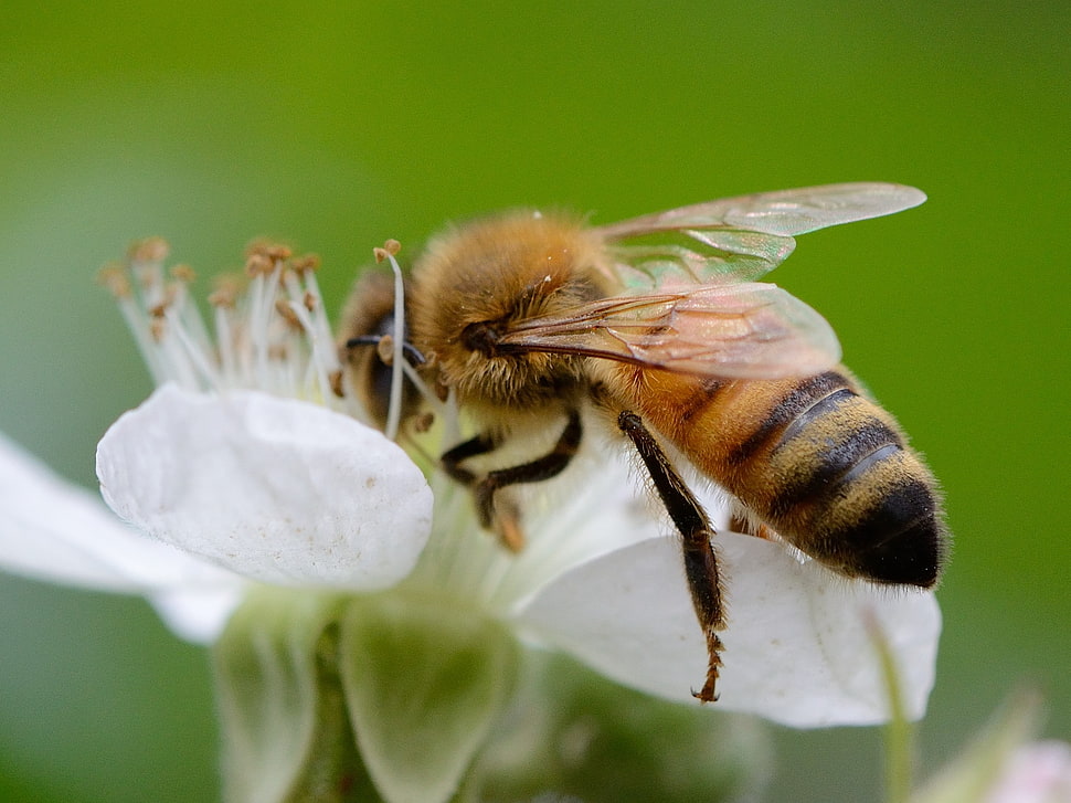 brown and orange honey bee HD wallpaper