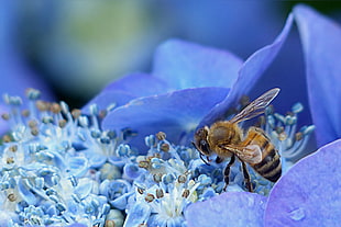 closeup photography of bee collecting nectar