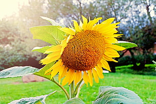 close photography of Sunflower