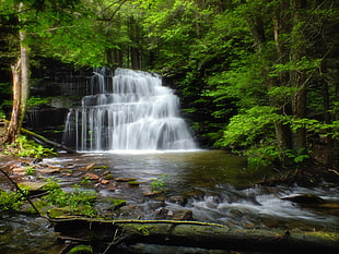 water stream on forest HD wallpaper