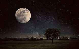 white moon, Moon, trees, field, nature