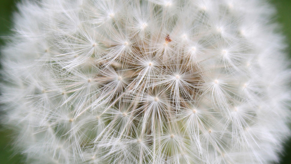 closeup photo of dandelion HD wallpaper