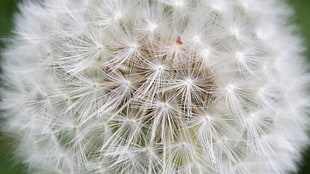 closeup photo of dandelion