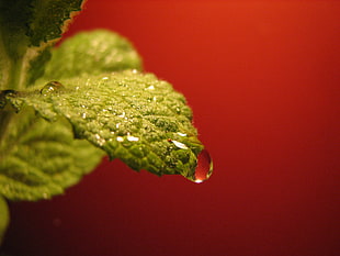 close up photo water dew on top of green leaf