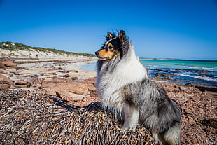 adult white, gray, and brown Shetland sheepdog, Shetland Sheep Dog, beach, dog