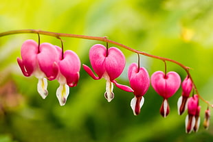selective focus of pink bleeding heart flowers