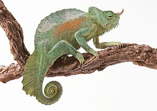 closeup photo of a chameleon on tree brand