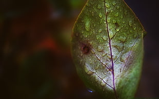 tilt shift lens photography of leaf