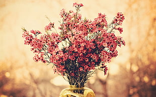 red flowers in yellow glass vase, nature, flowers, plants