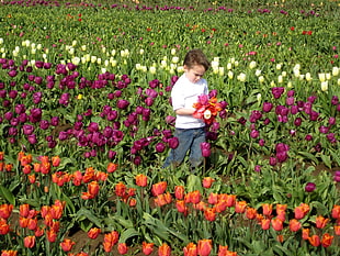 boy walks in a tulip flower field