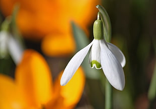 white Snowdrop flower in selective photo HD wallpaper