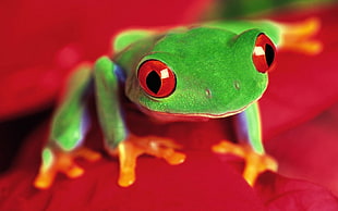 selective photography of green frog