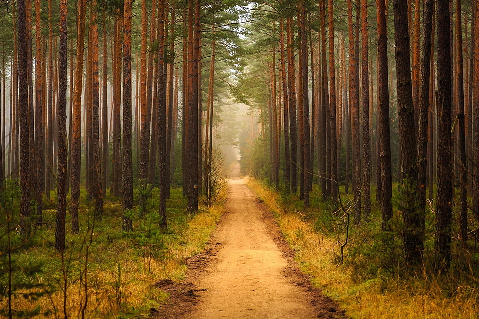 brown trees, forest, path, trees HD wallpaper