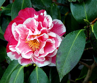 closeup photo of piink Camellia flower