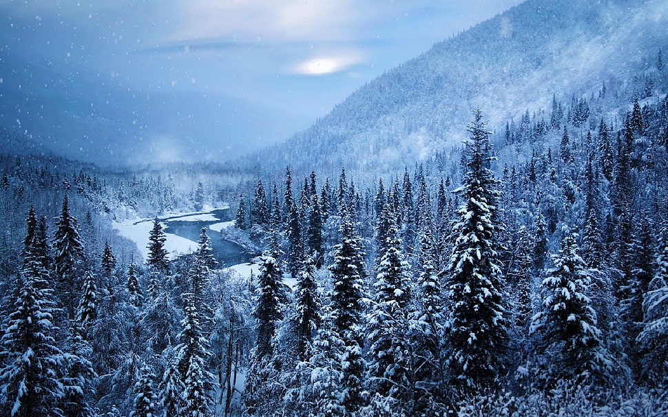 pine tree lot, winter, snow, trees, landscape HD wallpaper