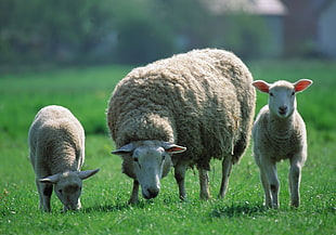 three brown sheep on green field