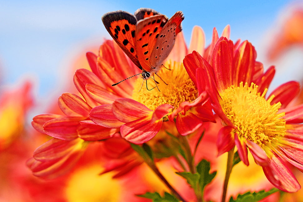 red and black butterfly on red and yellow flowers photography, chrysanthemum HD wallpaper