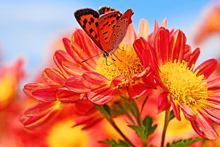 red and black butterfly on red and yellow flowers photography, chrysanthemum