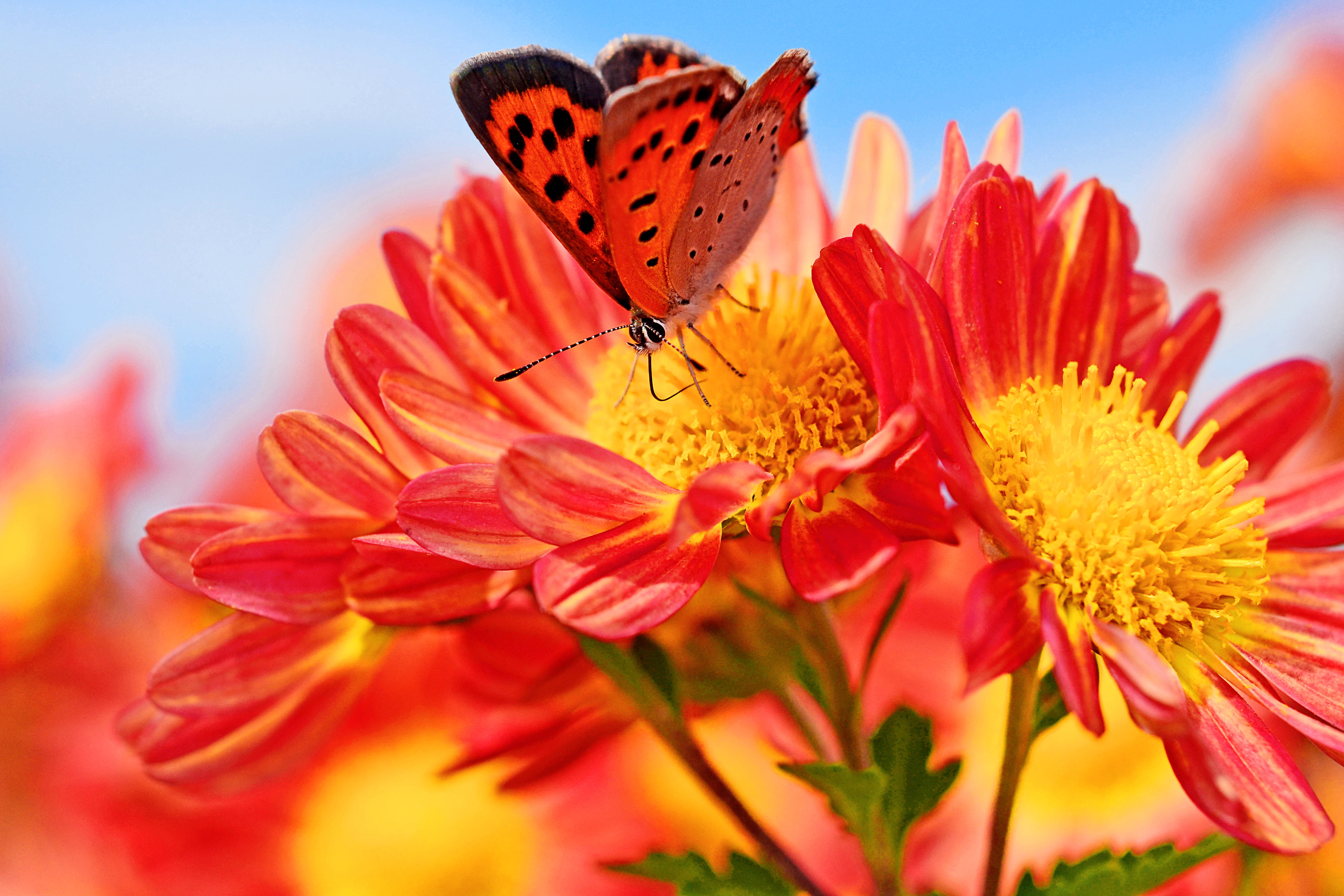 red and black butterfly on red and yellow flowers photography, chrysanthemum