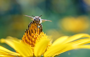 selective photo of bee perched on sunflower