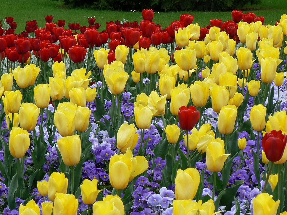 yellow and red field of flowers HD wallpaper