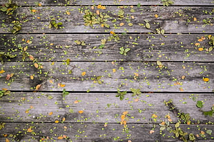 gray wood plank with leaf lot