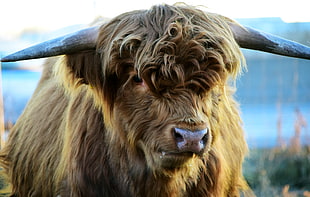 brown animal, Highland, Cow, Horns
