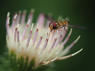 selective focused of a bee on a flower HD wallpaper