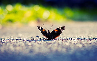 photography of black and brown butterfly HD wallpaper