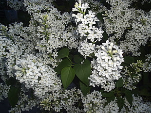 white petaled flowers with green leaves