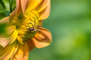 selective focus of bee perching on flower HD wallpaper