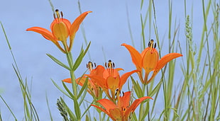 orange petaled flowers HD wallpaper