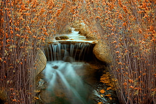 running water between brown flower HD wallpaper