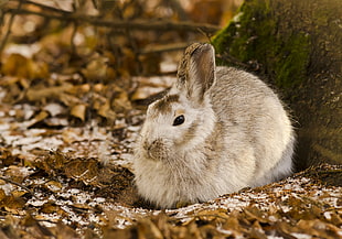 beige rabbit sitting on soil