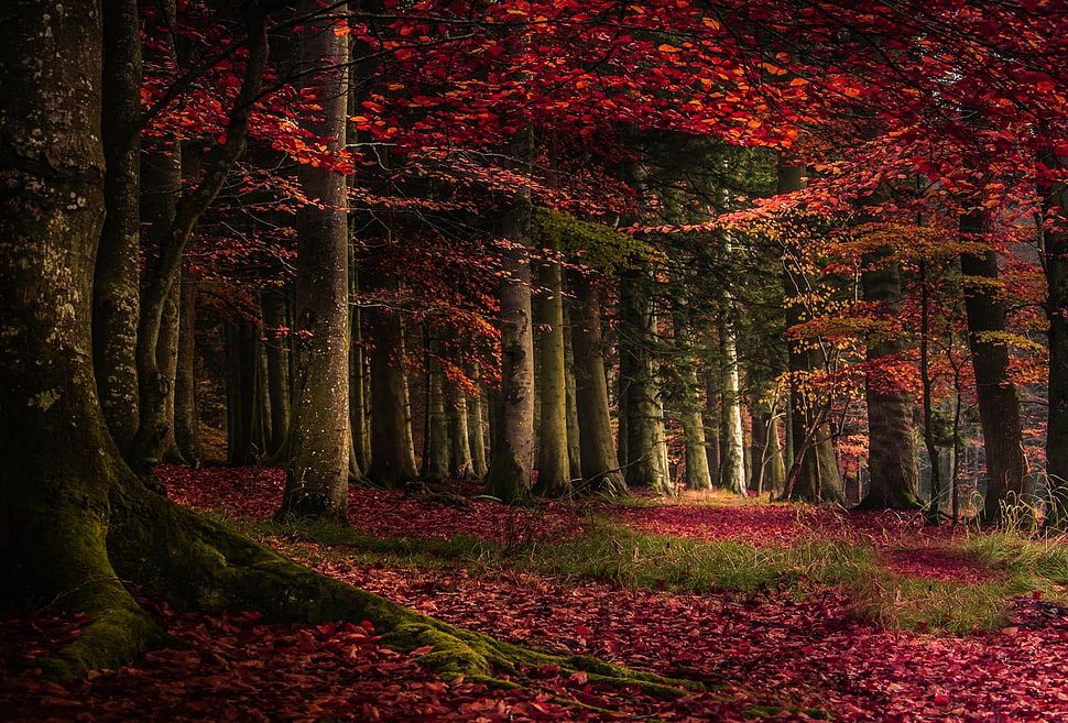 red tree leaves on forest during daytime HD wallpaper