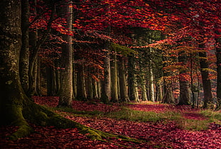 red tree leaves on forest during daytime