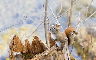 shallow focus photo of squirrel on top of brown tree branch
