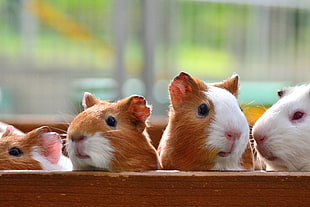four white-tan Guinea pigs, guinea-pigs HD wallpaper