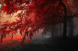 red leafed tree, forest HD wallpaper
