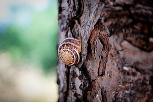 brown and beige snail, snail, trees, macro HD wallpaper