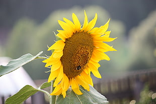 close up photo of Sunflower during daytime