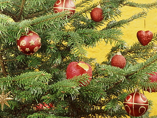 red Christmas baubles hanged in christmas tree HD wallpaper