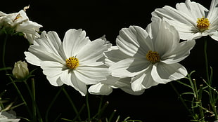 blossoming white Cosmos flowers