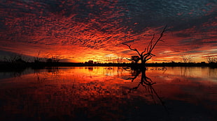 silhouette of tree on water with sunset background