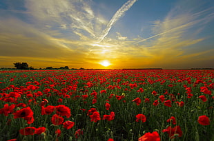 landscape and long exposure photograph of red petaled flower field on a golden hour setting