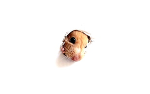 panoramic photo of brown peeking brown hamster on white surface